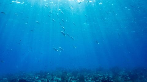 <b>This startup is helping the ocean absorb more harmful carbon emissions</b>